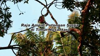 raja ampat